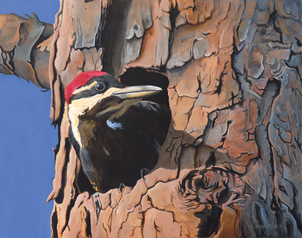 Pileated Woodpecker