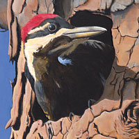 Pileated Woodpecker