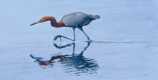 Reddish Egret