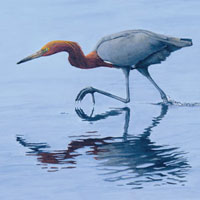 Reddish Egret