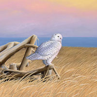 Snowy Owl