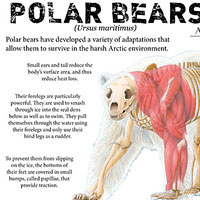 Polar Bear Poster