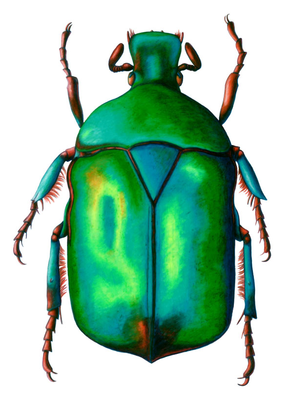 Blue Rose Chafer Beetle