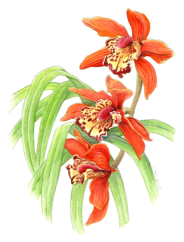 Cymbidium Orchid