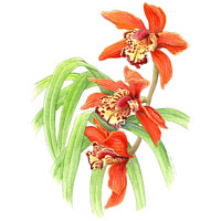 Cymbidium Orchid