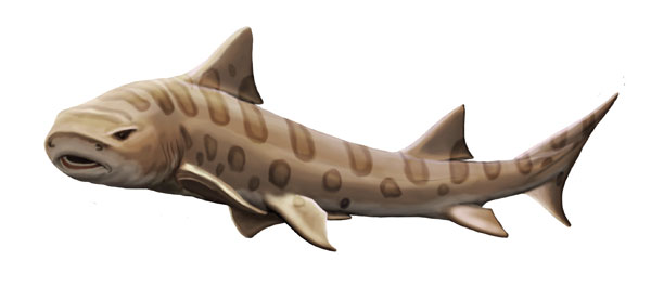 Leopard Shark