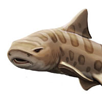 Leopard Shark