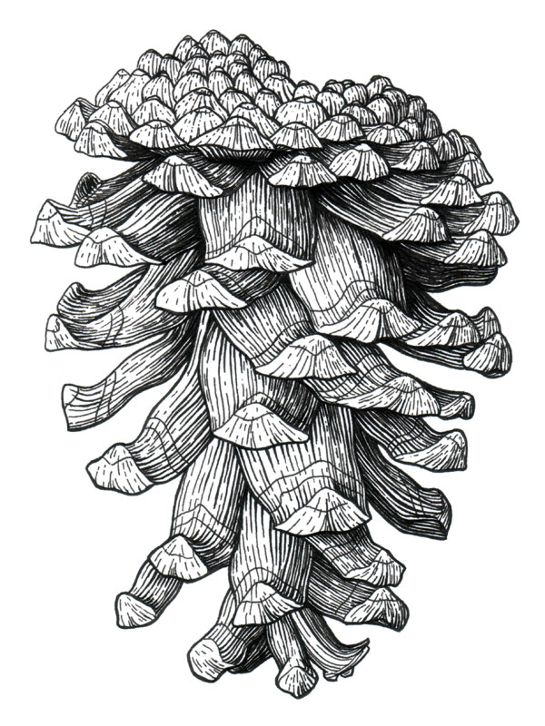 Ponderosa Pinecone