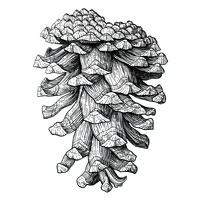 Ponderosa Pinecone