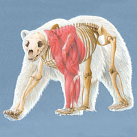 Polar Bear Anatomical Composite