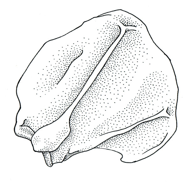 Polar Bear Scapula