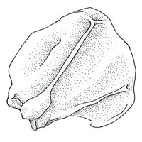 Polar Bear Scapula