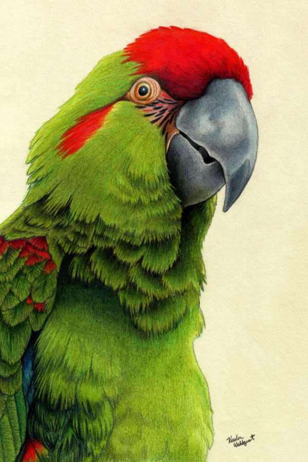 Red-Fronted Macaw