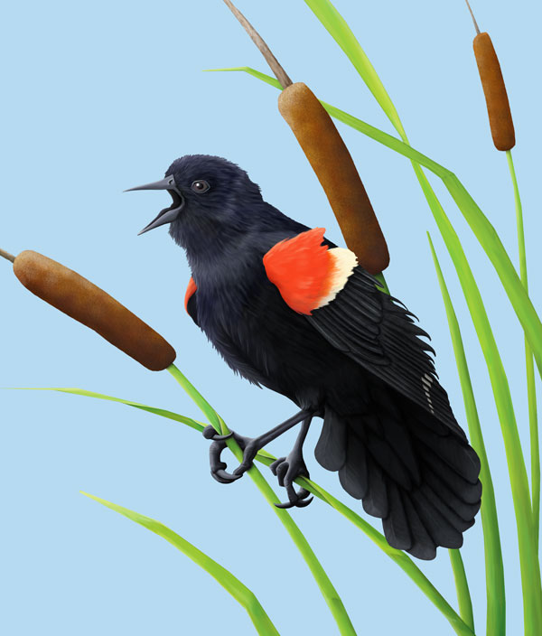 Red-winged Blackbird