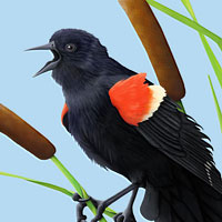 Red-Winged Blackbird