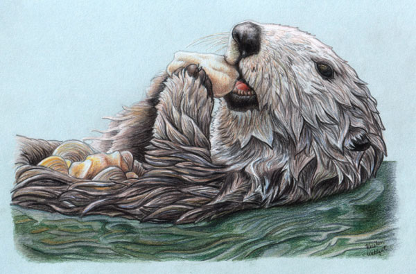 Sea Otter