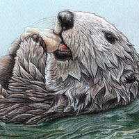 Sea Otter