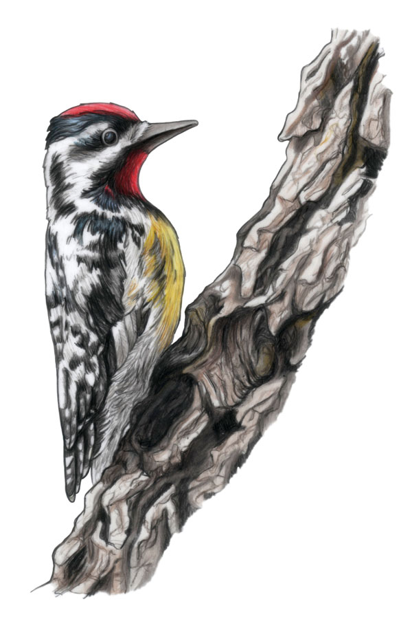 Yellow-Bellied Sapsucker