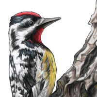 Yellow-Bellied Sapsucker