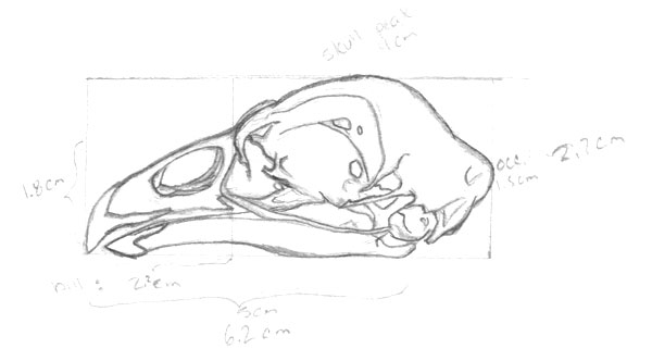 Chicken Skull