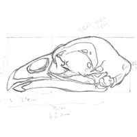 Chicken Skull